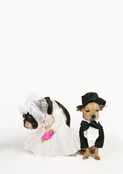 Chien et chatte en tenues de mariage